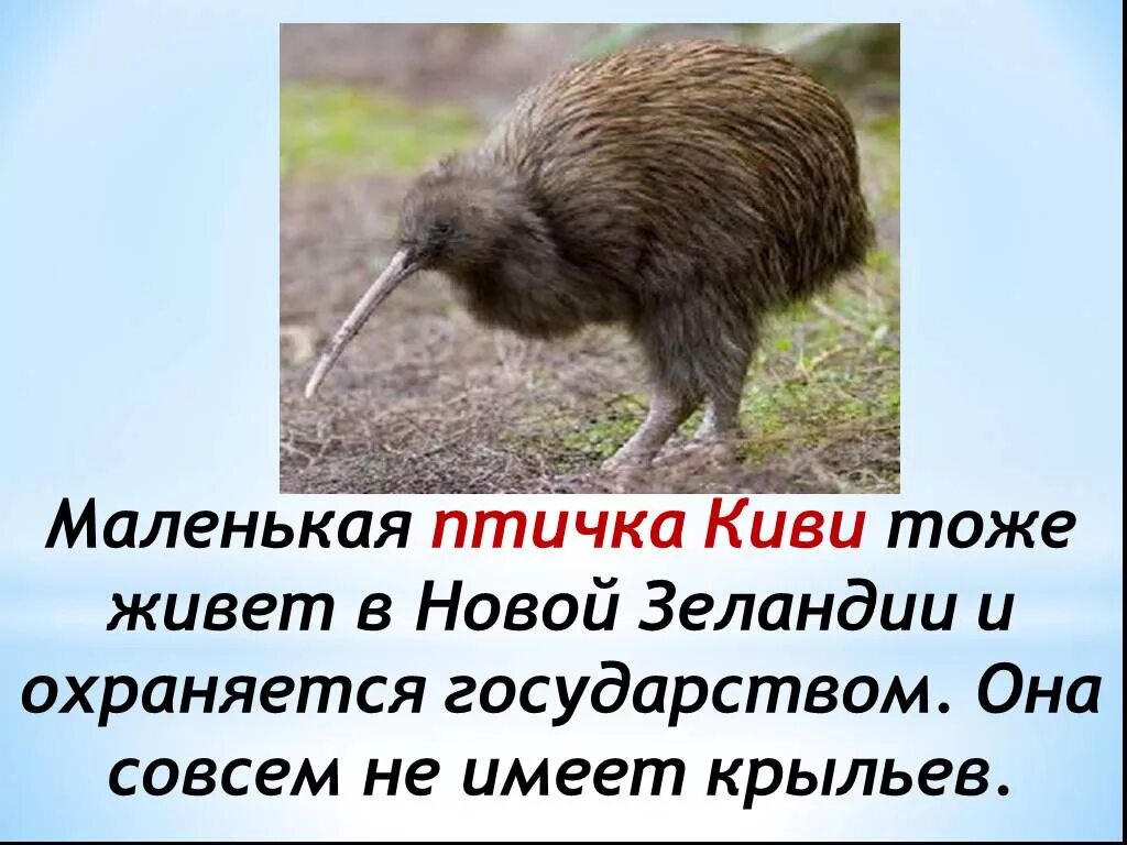 Птицы которые не летают. Птица киви презентация. Маленькая птичка киви. Птица киви умеет летать. Птицы которые не умеют летать киви.