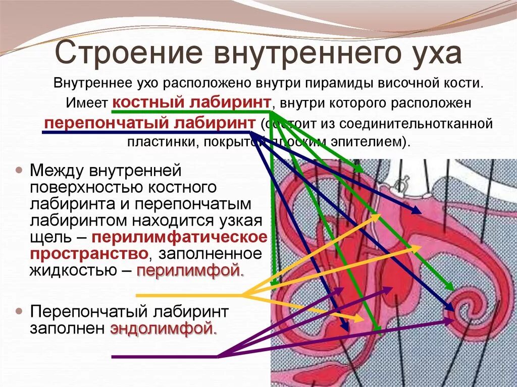 Чтроени евнутреннегг уха. Строение внутреннего уха. Структура внутреннего уха. Внутреннее ухо строение анатомия.