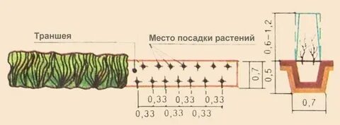 Шаг куст