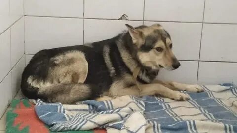 Приют череповец