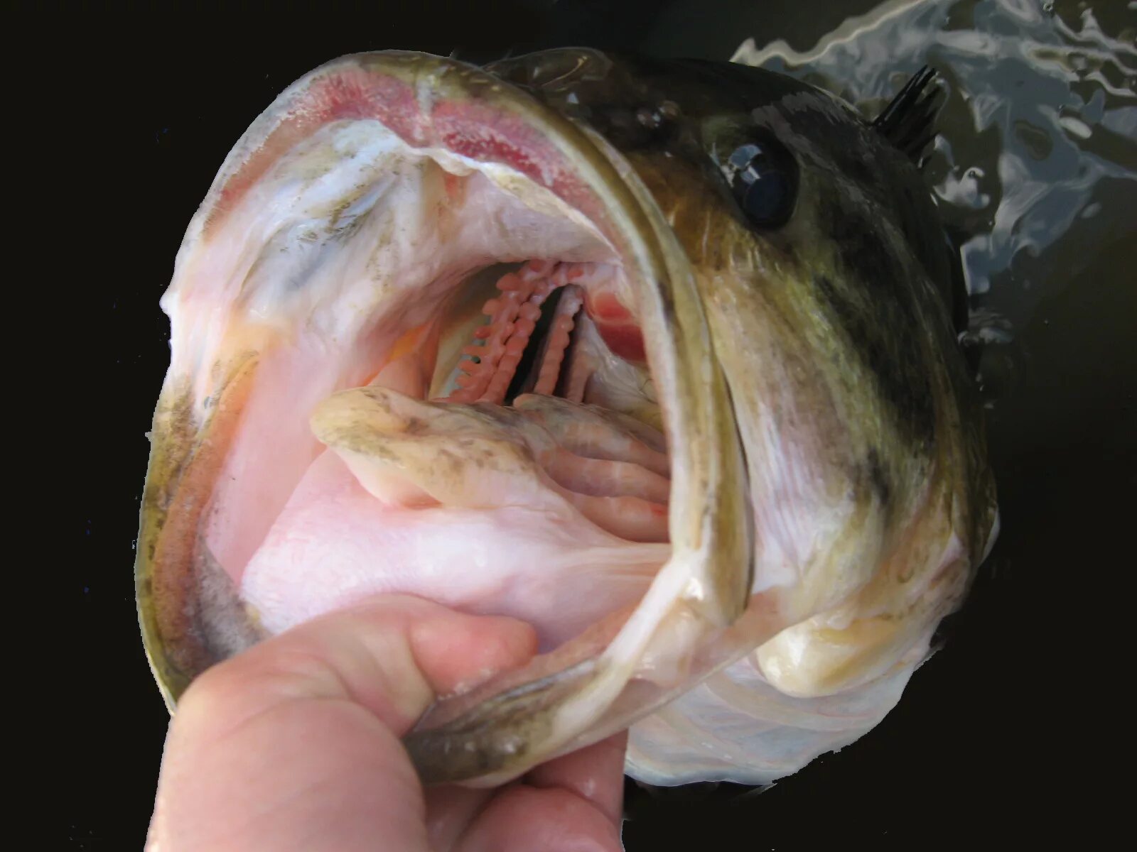 Есть ли у рыб зубы. Краснобрюхий паку. Монстр пак. Краснобрюхий паку. Рыба каторжник овцеголов.