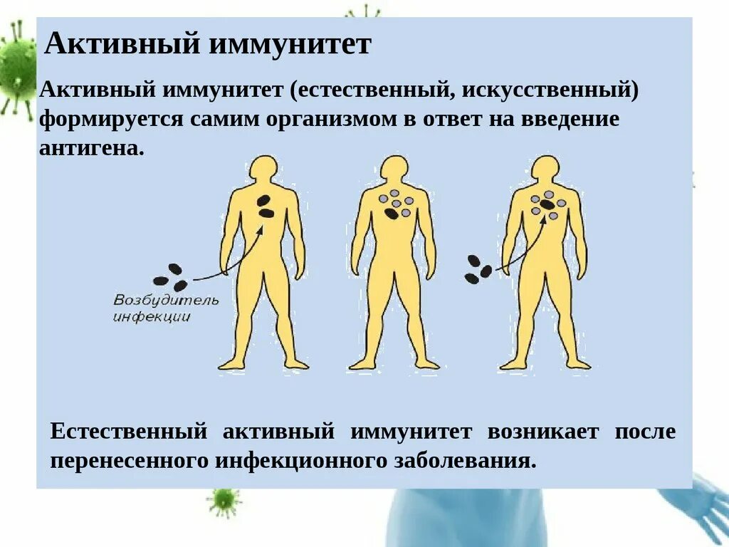 Приобретенный искусственный активный иммунитет. Искусственный активный иммунитет формируется после. Естественный активный иммунитет. Естественный активный иммунитет формируется. Активный иммунитет вырабатывается после введения