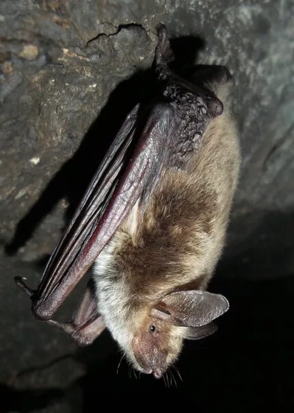 Ночница Прудовая * Myotis dasycneme. Летучая мышь Прудовая ночница. Прудовая ночница Myotis dasycneme (Boie, 1825). Летучая мышь Северный кожанок.