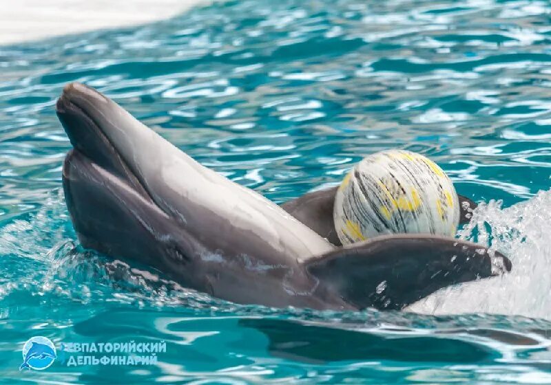 А дельфины добрые. А дельфины добрые а дельфины мокрые. Влажный дельфин. А дельфины добрые. А дельфины добрые.