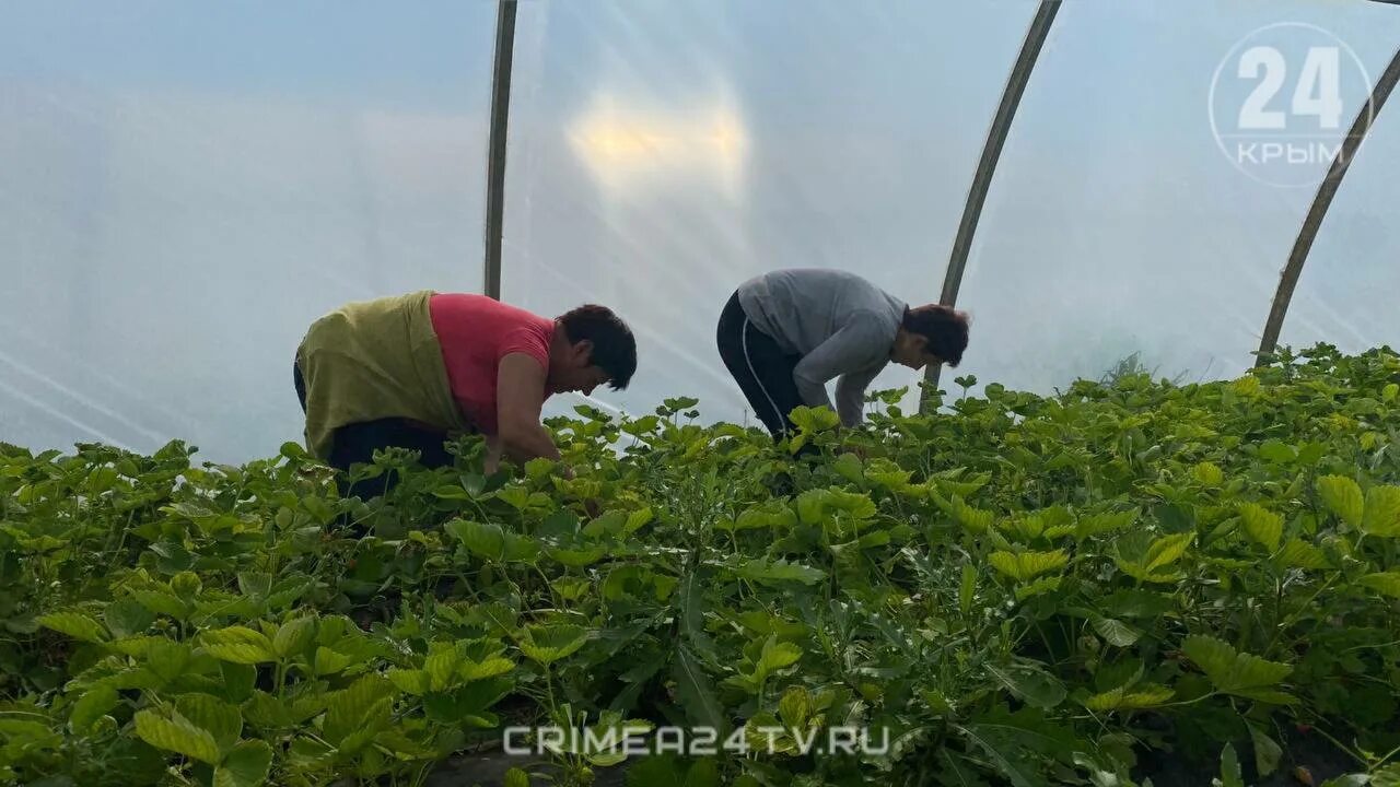 Крым урожай. Клубника на Дальнем востоке. Клубника Крым. Село урожай. Что выращивают в крыму