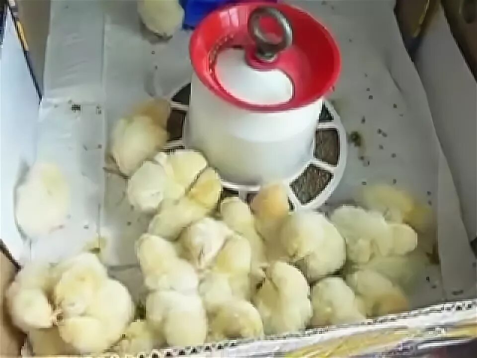 Можно ли вырастить цыплят из магазинных яиц. Вылупление перепела. Можно ли вырастить цыплят из магазинных яиц. Цыплята в коробке видео. Можно ли вырастить цыплят из магазинных яиц.