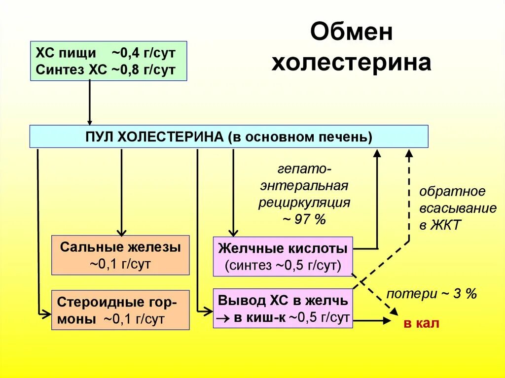 Пути использования холестерина в различных тканях. Схема синтеза холестерина в организме человека. роль печени в обмене холестерола. схема синтеза холестерола биохимия. пути использования и выведения холестерина в организме человека.