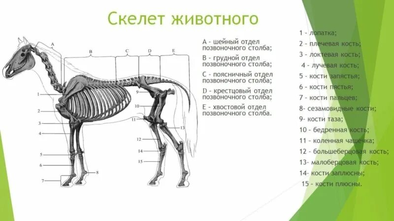 Скелет млекопитающих состоит из 5 отделов. Осевой скелет лошади анатомия. Осевой скелет коровы анатомия. Анатомическая характеристика отделов скелета животных.. Кости осевого скелета животных.