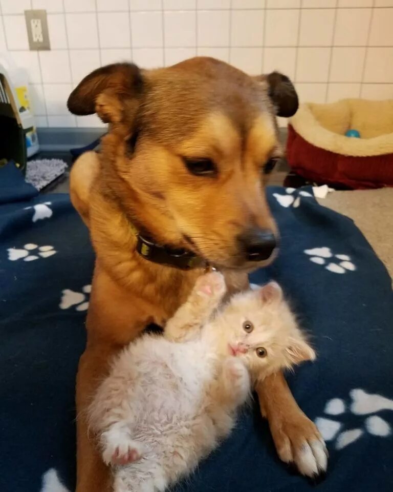 брошенные животные. котики и щенки рыжие. собаки которые помогают. бездомные щенки и котята. The dog and kitten are now good friends because the kitten saved the dog.