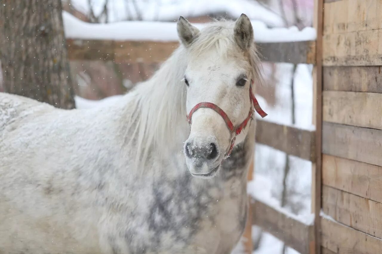 мезинская порода лошадей. мезенка порода. мезенская лошадь. порода лошадей мезенка. мезенка лошадь.