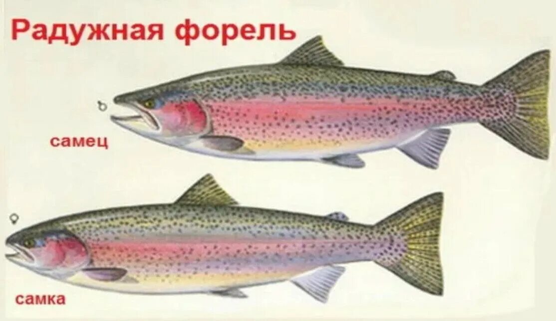 Как отличить форель самку от самца. Форель отличие самки от самца. Форель Радужная самка от самца. Форель отличие самки от самца форели