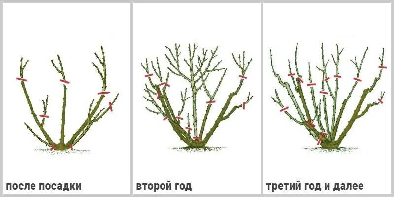 Обрезка роз весной после зимы для начинающих. Схема обрезки чайно-гибридных роз. Обрезка плетистой розы весной. Схема обрезки плетистой розы. Обрезание плетистой розы весной.