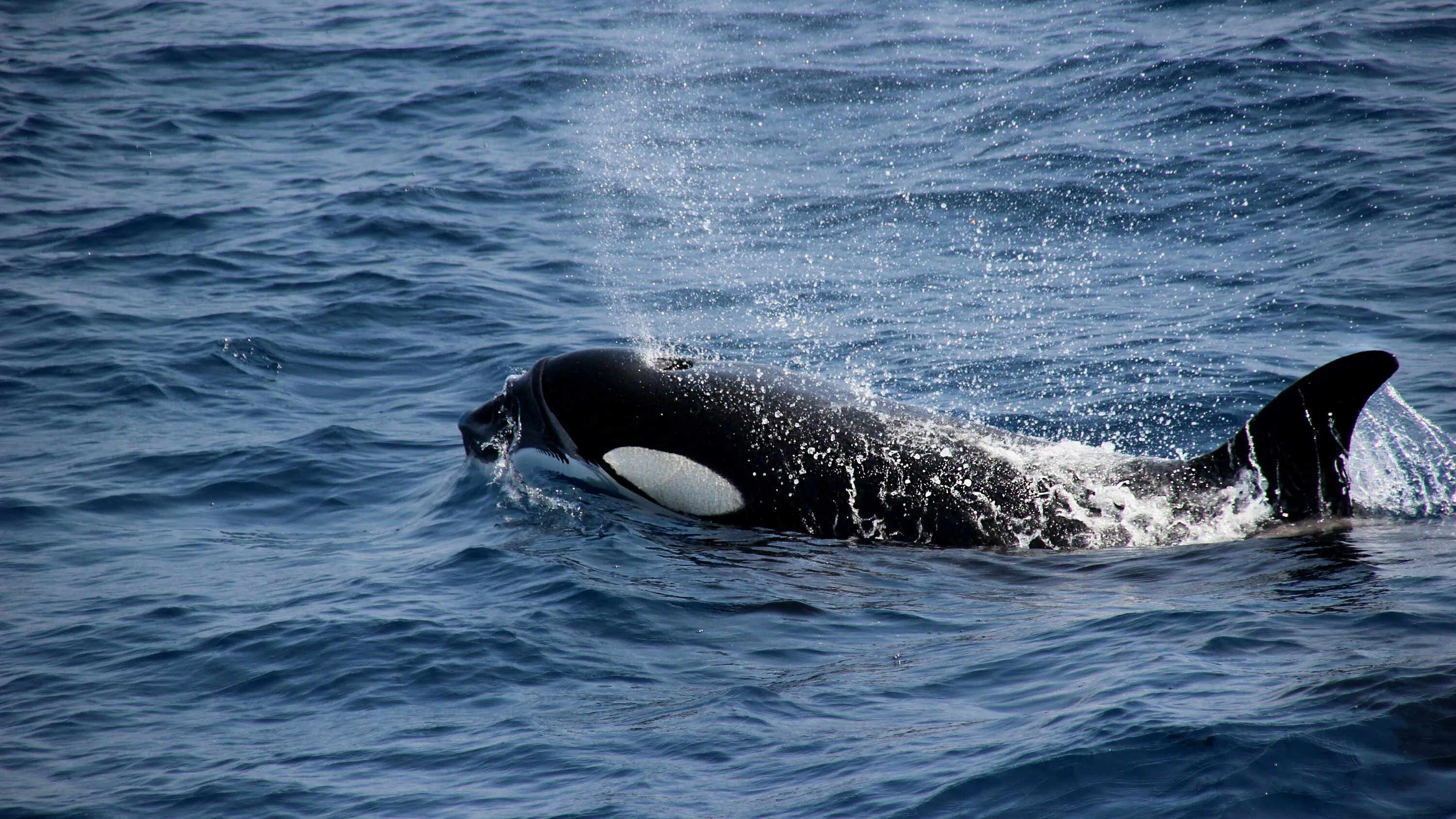 Фото переводчик кита. Охотское море касатки. Касатка меланист. Orca Касатка.