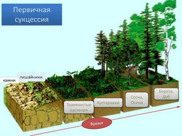 Первичная сукцессия лишайники. Первичная и вторичная сукцессия. Первичная экологическая сукцессия. Схема формирования первичной сукцессии.