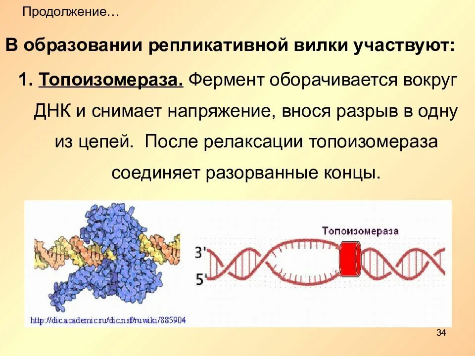 В процессе репликации участвуют ферменты. Функции ДНК топоизомеразы. Ферменты репликации ДНК. Топоизомераза 1 функция. Фермент ДНК-топоизомераза.