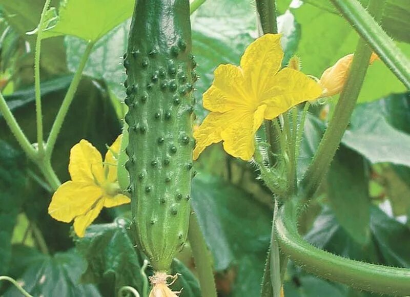 огурец гирлянда f1 описание отзывы. семена огурцов сибирская гирлянда. огурец прайм. огурец гирлянда f1 описание отзывы. огурец пучковой сибирская гирлянда f1.