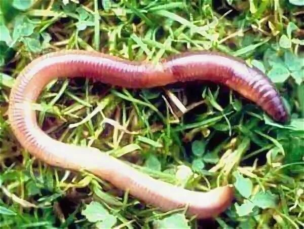 Любовь червей. Дождевой червь ареал обитания.