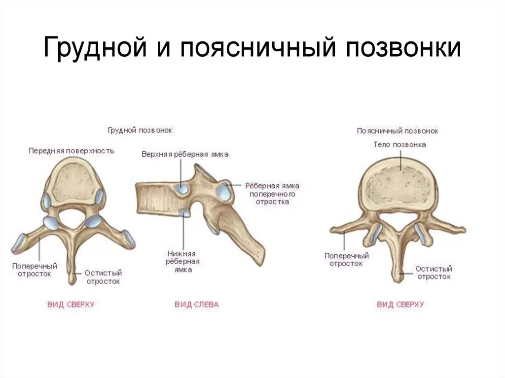 Грудной позвонок характеристика. Строение грудного позвонка анатомия. Грудной позвонок позвонок анатомия. Грудной позвонок строение позвонка. Восьмой грудной позвонок анатомия.