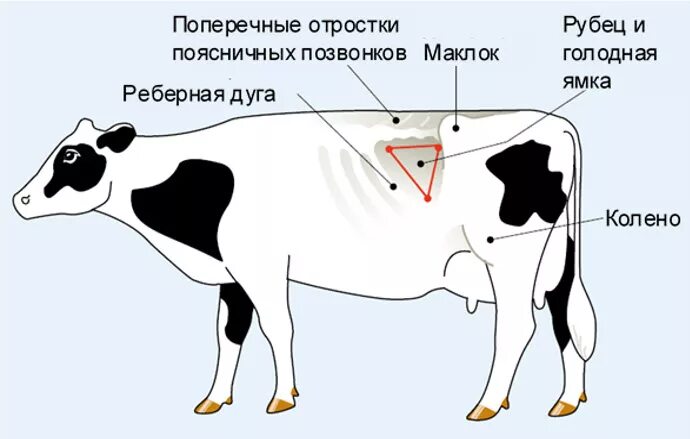 Область голодной ямки у коровы. 1 признаки коров