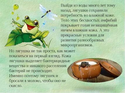 Монологи лягушка