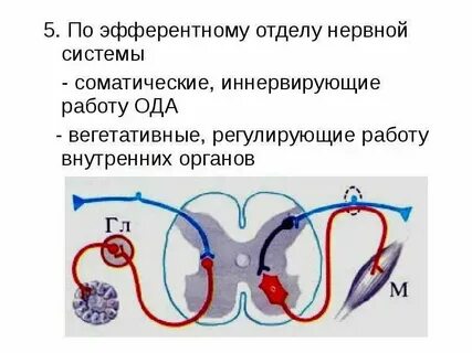 Что регулирует соматический отдел нервной системы