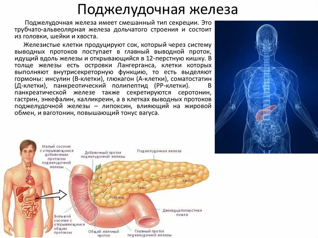 С какими болезнями находятся. Железы поджелудочной железы. Поджелудочная железа состоит. Поджелудочная железа в пищеварении.