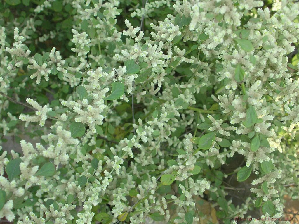 Pol-pala will replace the entire pharmacy This herb is a powerful stimulant of s