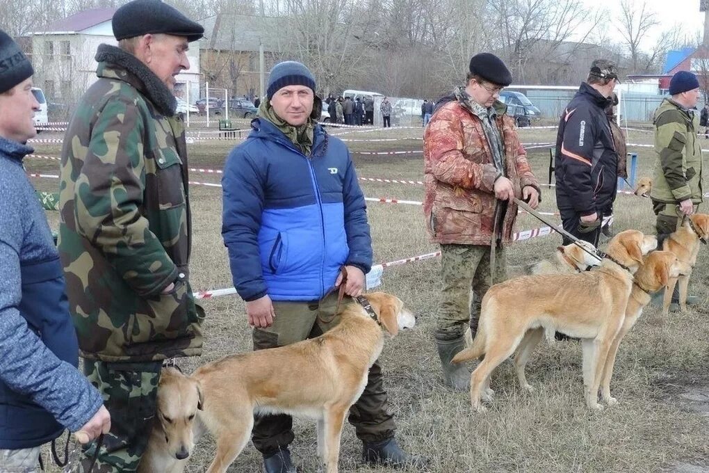 Тамбовский гончий