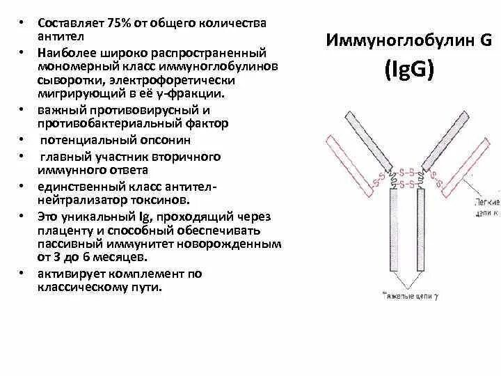 Тяжелые цепи иммуноглобулинов классы. Тяжелая цепь антитела. Фракции иммуноглобулинов. Мономерные иммуноглобулины.