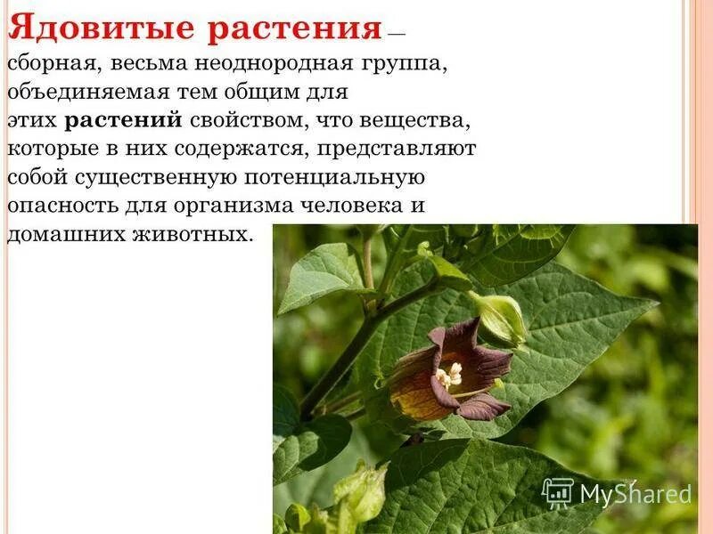 Ядовитые растения. Лекарственные и ядовитые растения. Ядовитые растения опасные для человека. Яды растений.