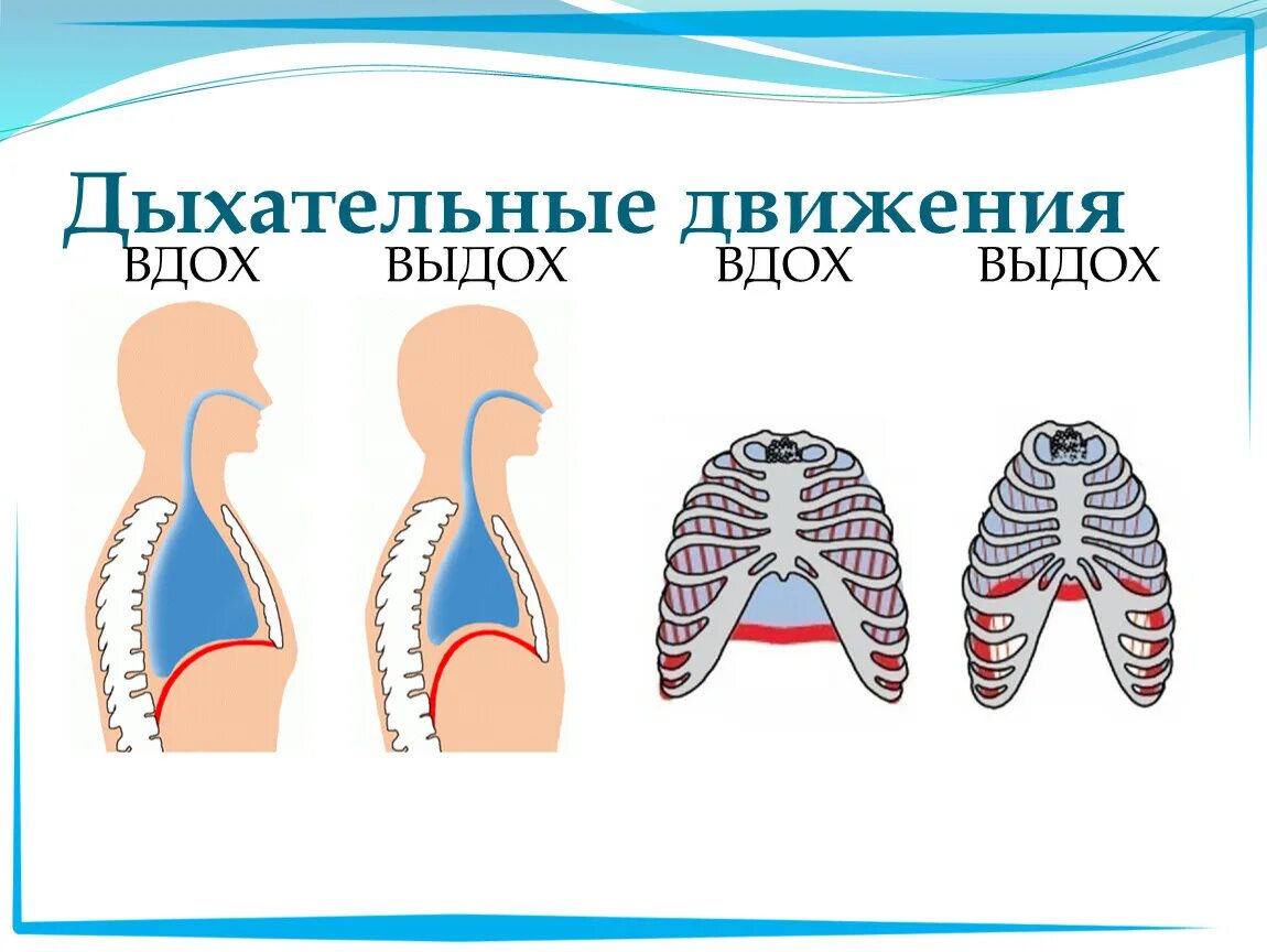 Дыхание движение. Дыхательные движения вдох. Корригирующие дыхательные движения. Асимметрия дыхательных движений. Дыхательные движения не симметричны.