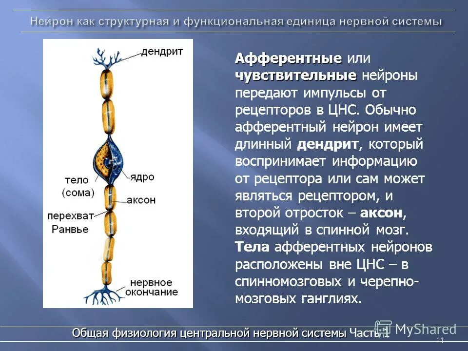 Афферентный Нейрон. Строение афферентного нейрона. Афферентные чувствительные Нейроны. Дендрит афферентного нейрона.