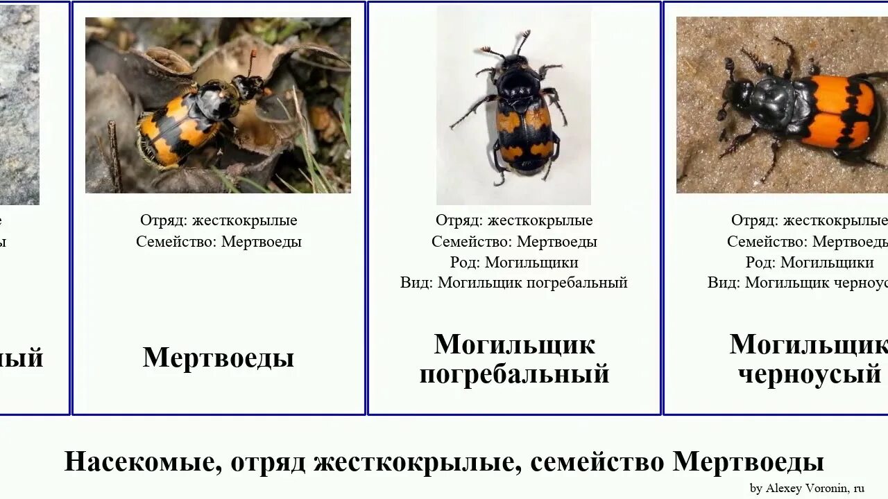 Мертвоеды насекомые. Жук мертвоед. Отряд жесткокрылые представители. Отряд жесткокрылые или жуки.