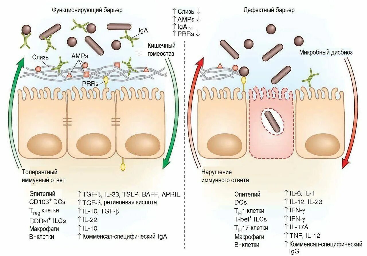 Иммунная и кишечник. Иммунные клетки кожи. Кишечный барьер. Иммунологические барьеры. Иммунные клетки в кишечнике.