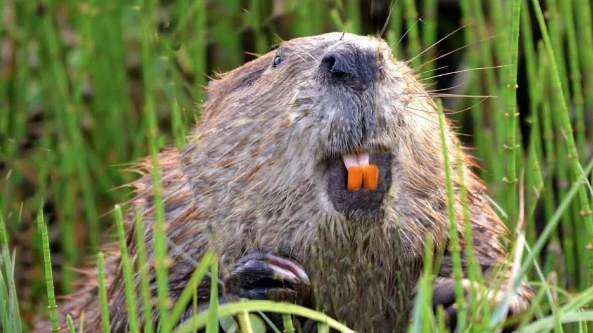 Бобры хищники. Агрессивный бобер. Busy beavers бобёр.