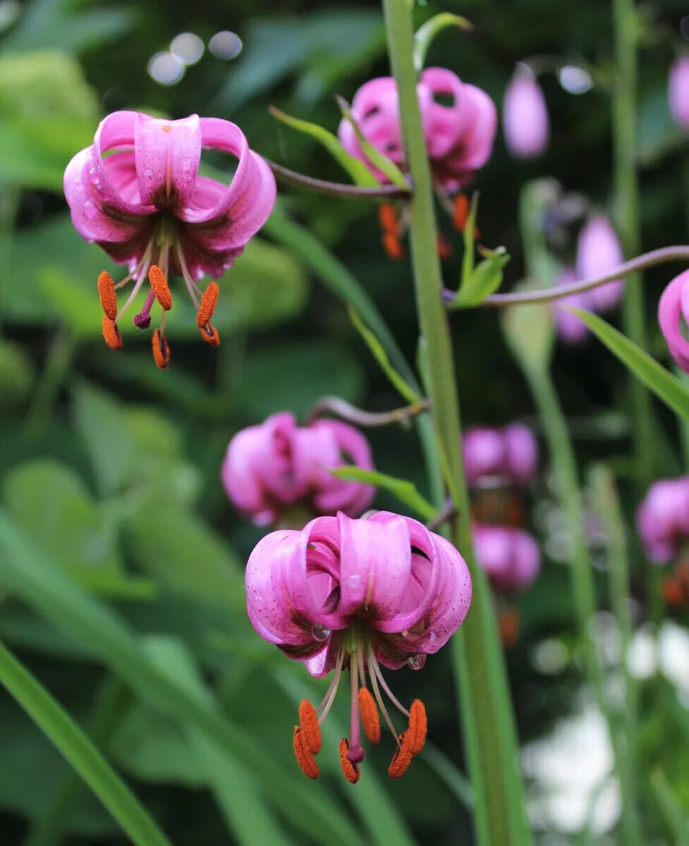 Лилия прекрасная рубрум. Лилия speciosum rubrum. Лилия martagon var. Rubrum. Лилия Специозум рубрум. Лилия мартагон рубрум.