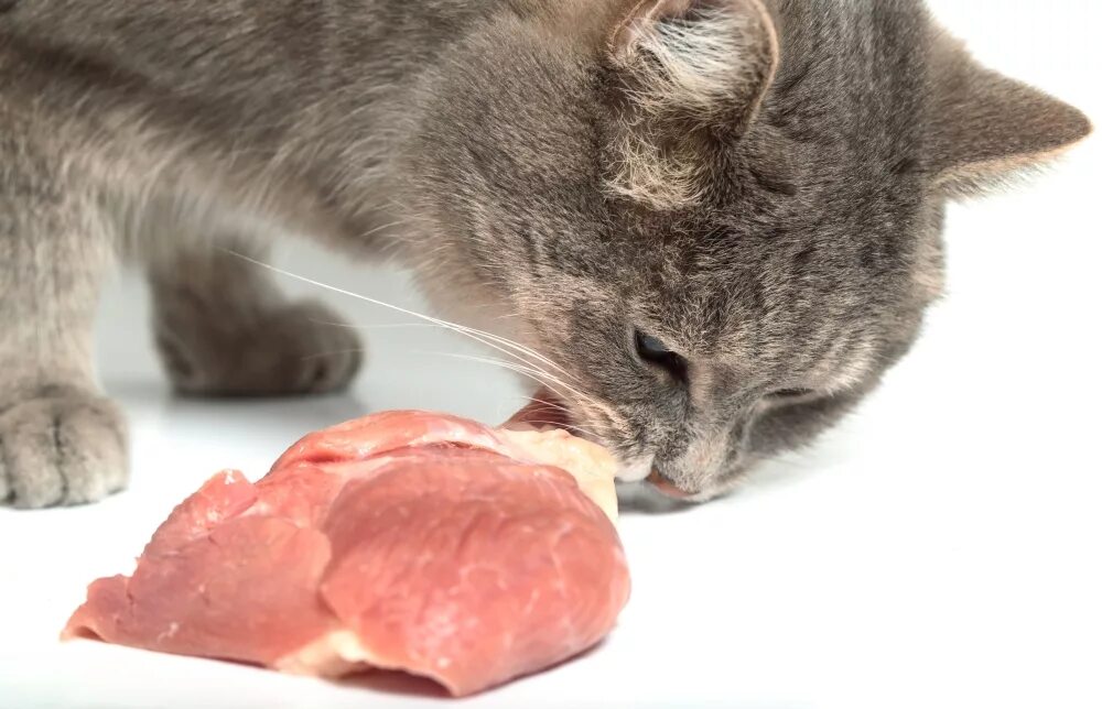 Вареное мясо кошке. Кошка кушает. Кот ест.