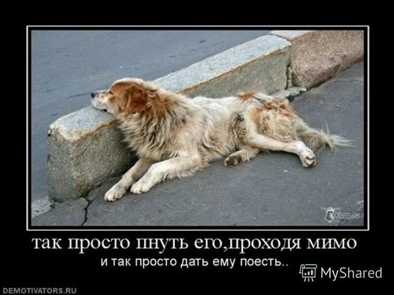 Жалко бездомных. Жалко бездомных животных. брошенных животных. несчастные бездомные животные.