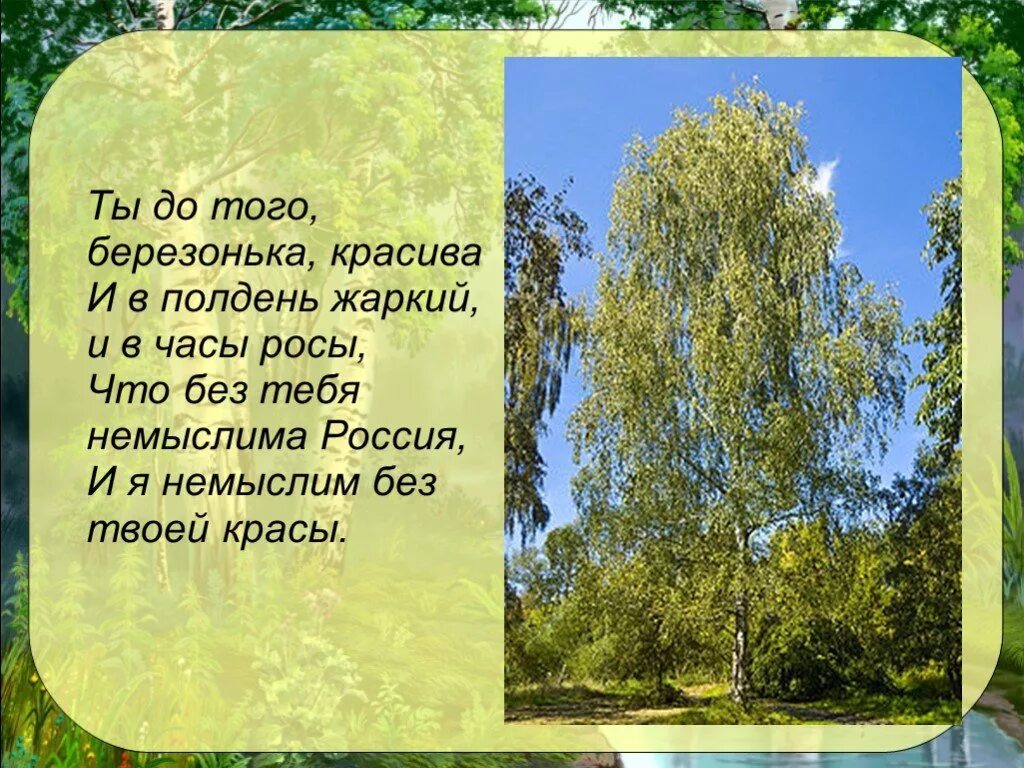 Стихотворение бебереза. Стих про березу. Стихотворение березка прокофьев. Стих березонька. Стих про березу.