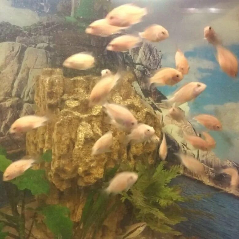 Цихлазома фламинго мальки. Розовый фламинго цихлид мальки. Мальки фламинго. Цихлазома фламинго мальки. Цихлазома фламинго самец.