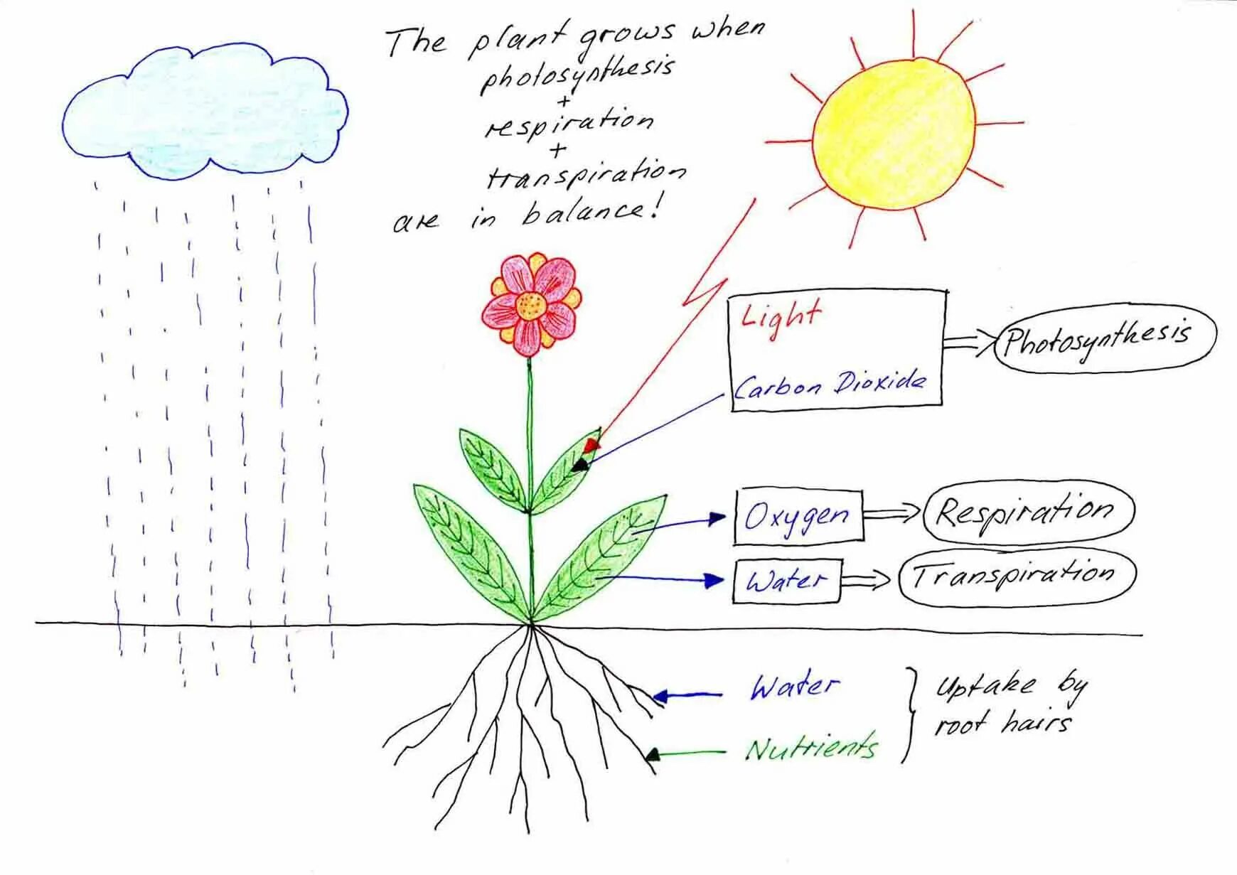 Plants task. How Plants grow for Kids. Цветок науки. Цветы растут. How do Plants grow.