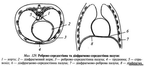 Реберно медиастинальный синус
