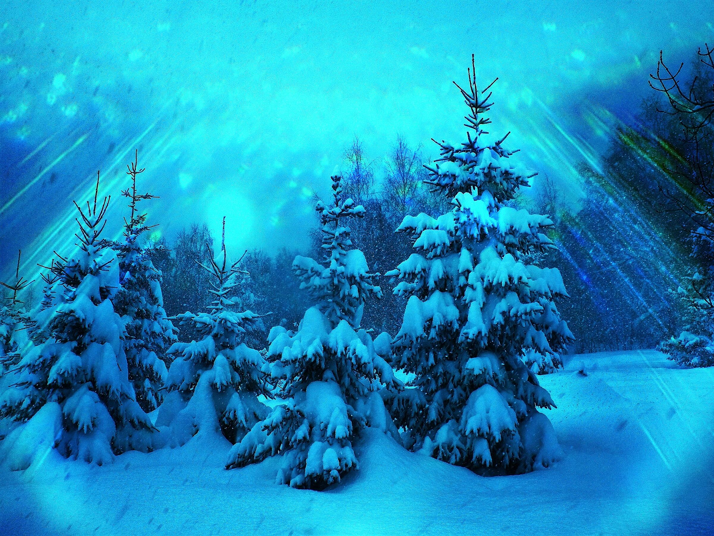 В новогоднем лесу. Сказочный зимний лес. Зимний новогодний лес. Пейзаж с елками. Елки сугробы