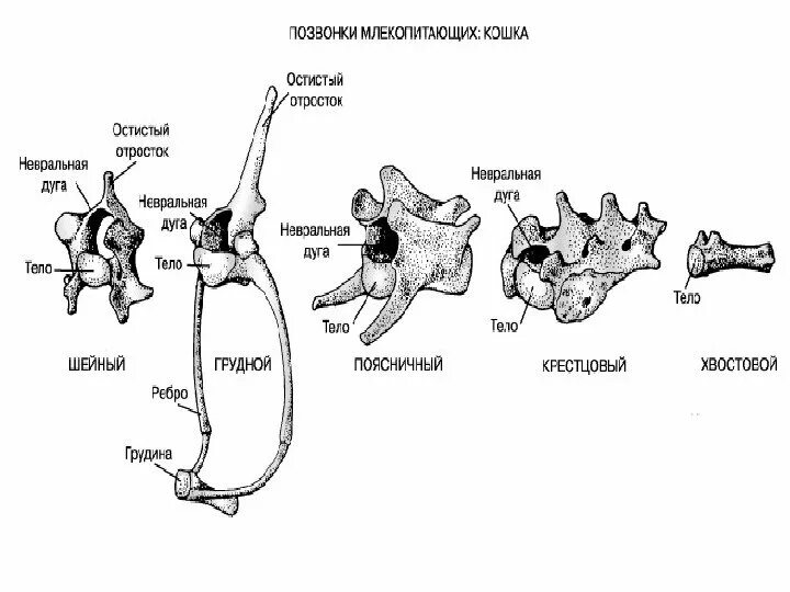 Определите отделы позвоночника млекопитающих. Строение грудных позвонков животных анатомия. Грудной позвонок животного строение. Хвостовые позвонки животных анатомия. Анатомия млекопитающих позвонки.