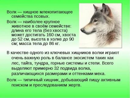 3 предложения о волке