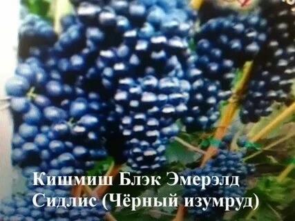 Кишмиш изумруд
