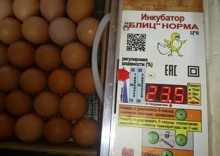 Инкубация блиц норма