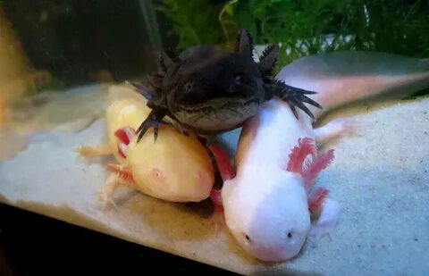 2 аксолотля