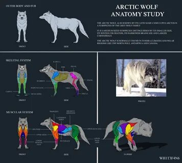 Системы wolf