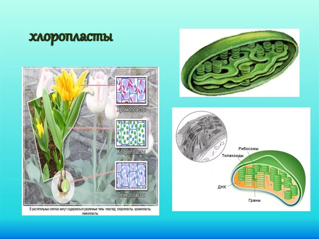 В хлоропластах растений находится. Хлоропласты хромопласты лейкопласты. Хлоропласты хромопласты лейкопласты таблица. Схема пластиды хлоропласты лейкопласты хромопласты. Пластиды в раст клетке.